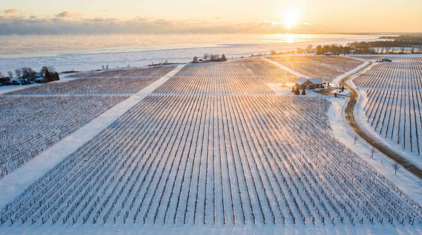 尼亚加拉冬季葡萄园 - 加拿大28计划 年份报告